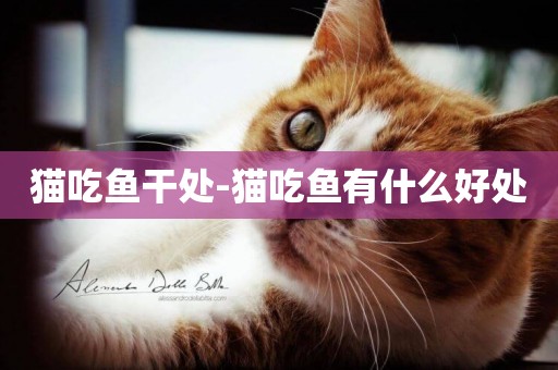 貓吃魚干處-貓吃魚有什么好處