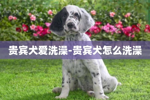 貴賓犬愛洗澡-貴賓犬怎么洗澡
