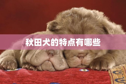 秋田犬的特點有哪些
