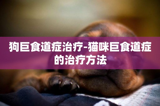 狗巨食道癥治療-貓咪巨食道癥的治療方法