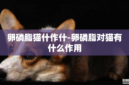 卵磷脂貓什作什-卵磷脂對貓有什么作用