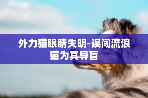外力貓眼睛失明-誤闖流浪貓為其導盲