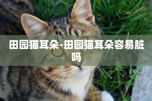 田園貓耳朵-田園貓耳朵容易臟嗎