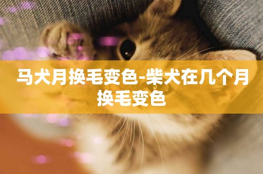 馬犬月換毛變色-柴犬在幾個月換毛變色