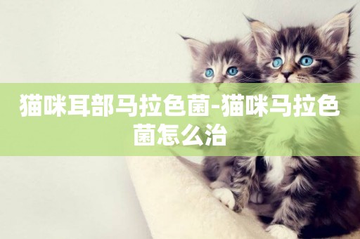 貓咪耳部馬拉色菌-貓咪馬拉色菌怎么治