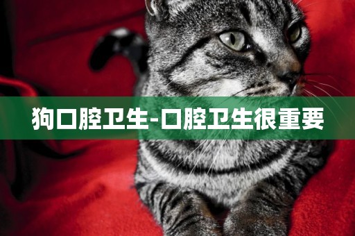 狗口腔衛生-口腔衛生很重要