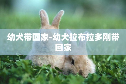 幼犬帶回家-幼犬拉布拉多剛帶回家