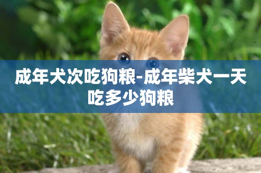 成年犬次吃狗糧-成年柴犬一天吃多少狗糧