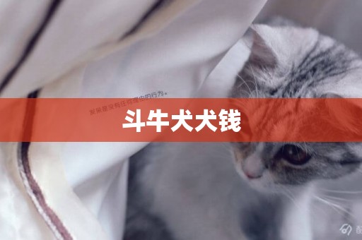 斗牛犬犬錢