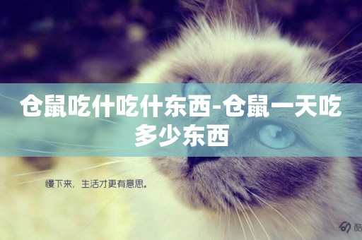 倉鼠吃什吃什東西-倉鼠一天吃多少東西