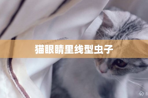 貓眼睛里線型蟲子