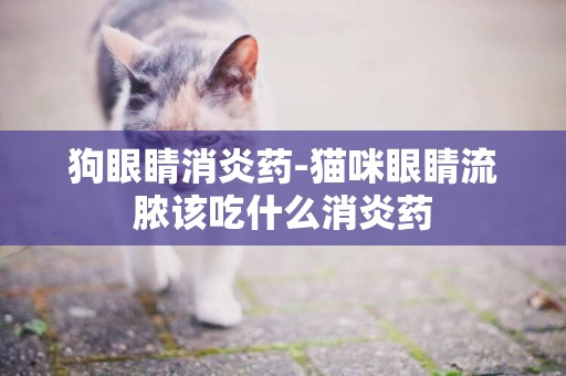 狗眼睛消炎藥-貓咪眼睛流膿該吃什么消炎藥