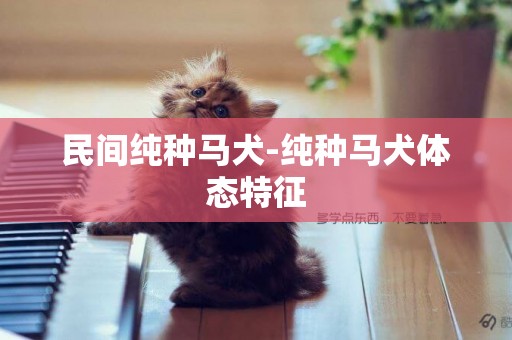 民間純種馬犬-純種馬犬體態特征