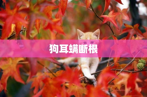 狗耳螨斷根