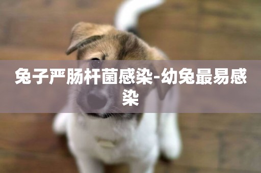 兔子嚴腸桿菌感染-幼兔最易感染