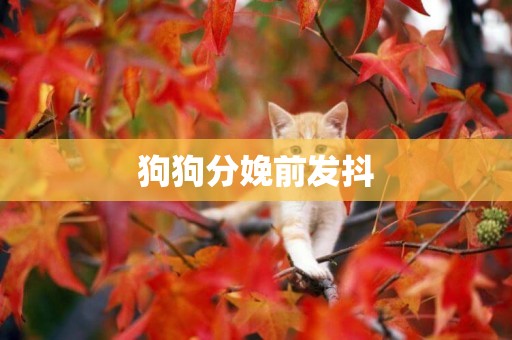 狗狗分娩前發抖