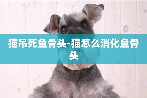 貓吊死魚骨頭-貓怎么消化魚骨頭