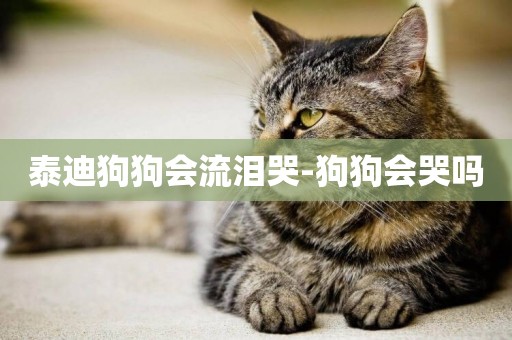 泰迪狗狗會流淚哭-狗狗會哭嗎