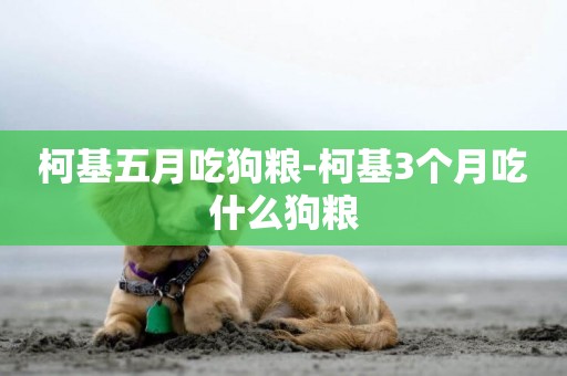 柯基五月吃狗糧-柯基3個月吃什么狗糧