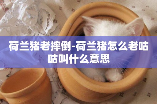 荷蘭豬老摔倒-荷蘭豬怎么老咕咕叫什么意思