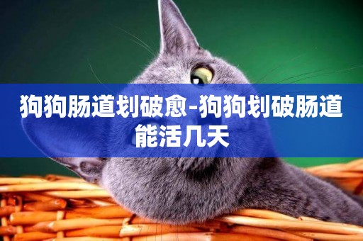 狗狗腸道劃破愈-狗狗劃破腸道能活幾天