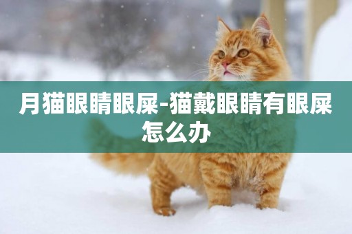 月貓眼睛眼屎-貓戴眼睛有眼屎怎么辦