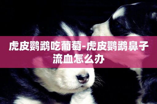 虎皮鸚鵡吃葡萄-虎皮鸚鵡鼻子流血怎么辦