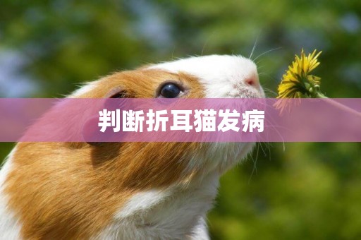 判斷折耳貓發病