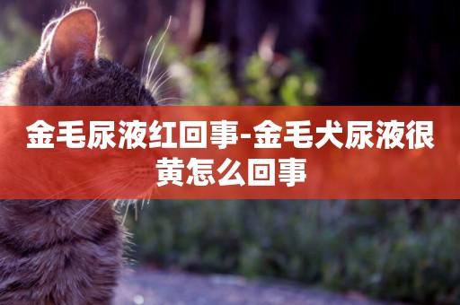 金毛尿液紅回事-金毛犬尿液很黃怎么回事