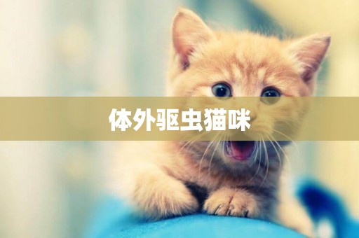 體外驅蟲貓咪