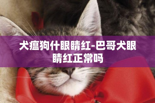 犬瘟狗什眼睛紅-巴哥犬眼睛紅正常嗎