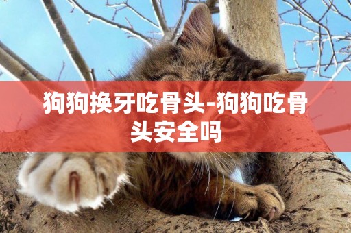 狗狗換牙吃骨頭-狗狗吃骨頭安全嗎