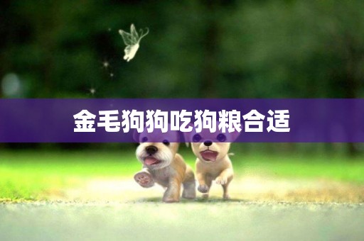 金毛狗狗吃狗糧合適
