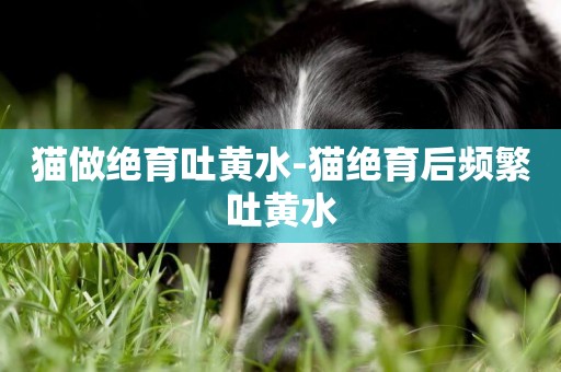 貓做絕育吐黃水-貓絕育后頻繁吐黃水