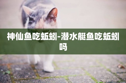 神仙魚吃蚯蚓-潛水艇魚吃蚯蚓嗎