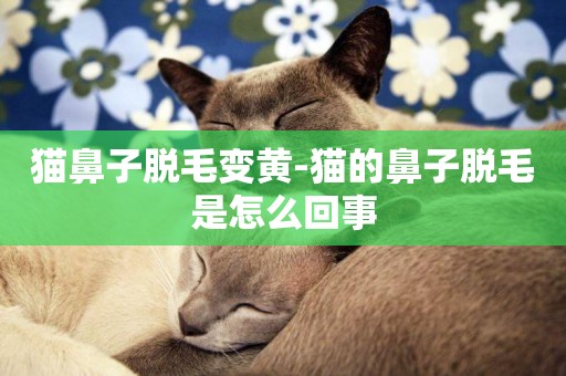 貓鼻子脫毛變黃-貓的鼻子脫毛是怎么回事