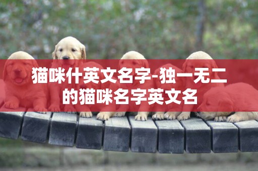 貓咪什英文名字-獨一無二的貓咪名字英文名
