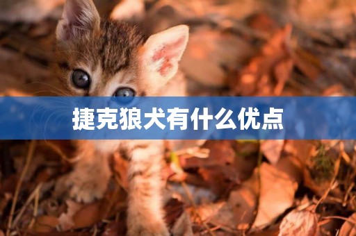 捷克狼犬有什么優點