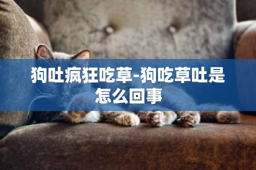 狗吐瘋狂吃草-狗吃草吐是怎么回事