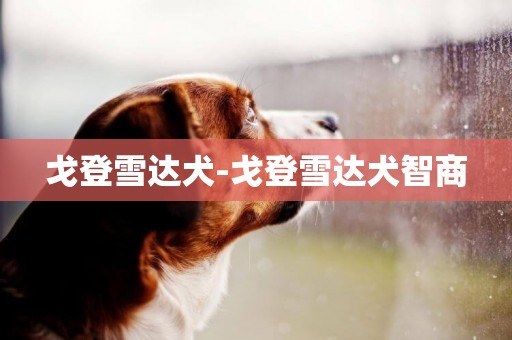 戈登雪達犬-戈登雪達犬智商