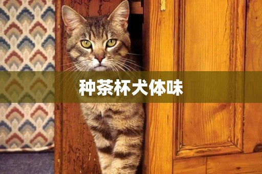 種茶杯犬體味