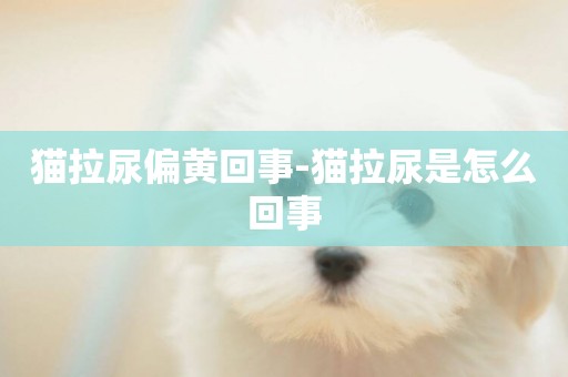 貓拉尿偏黃回事-貓拉尿是怎么回事