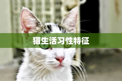 貓生活習性特征