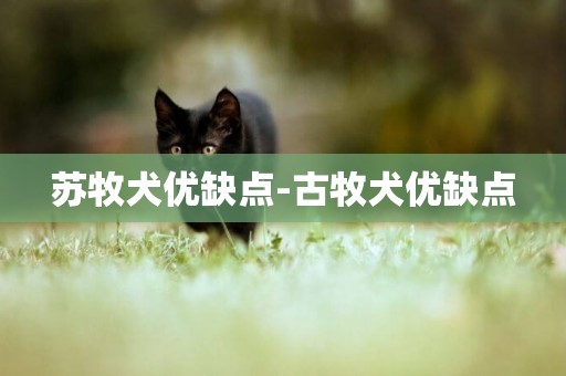 蘇牧犬優缺點-古牧犬優缺點