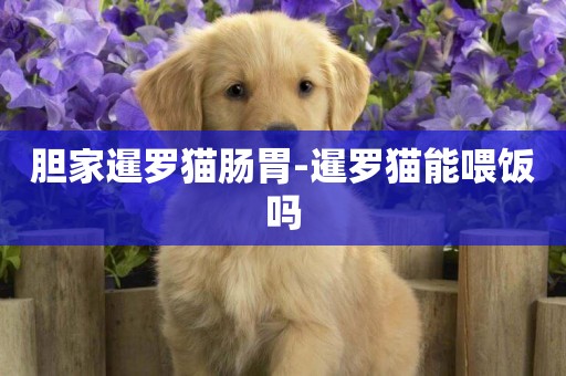 膽家暹羅貓腸胃-暹羅貓能喂飯嗎