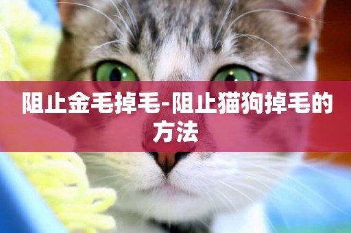 阻止金毛掉毛-阻止貓狗掉毛的方法