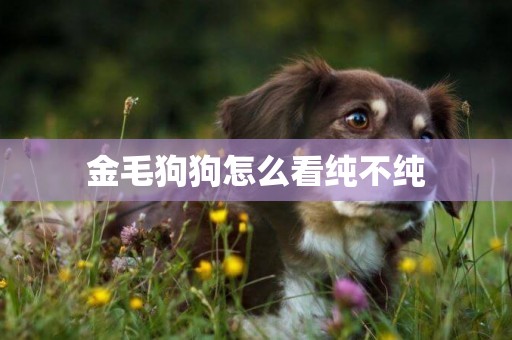 金毛狗狗怎么看純不純