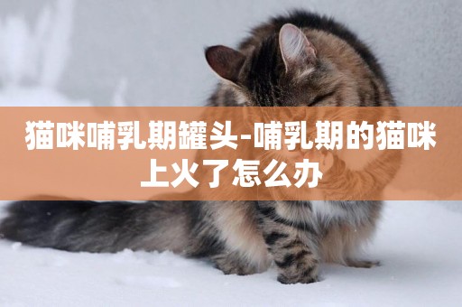 貓咪哺乳期罐頭-哺乳期的貓咪上火了怎么辦