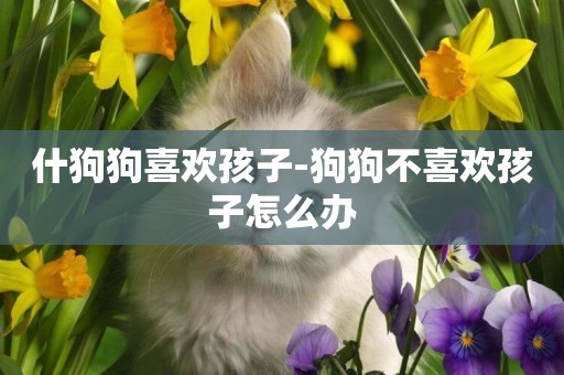 什狗狗喜歡孩子-狗狗不喜歡孩子怎么辦