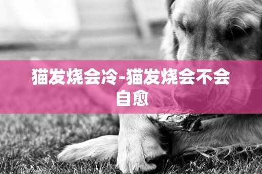貓發燒會冷-貓發燒會不會自愈